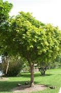 بیگنِی / برگ بوی چینی